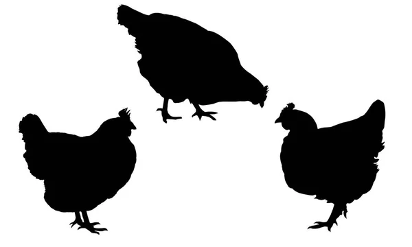 Set réalistes silhouettes noires debout et poules picorantes isolées sur fond blanc - vecteur — Image vectorielle