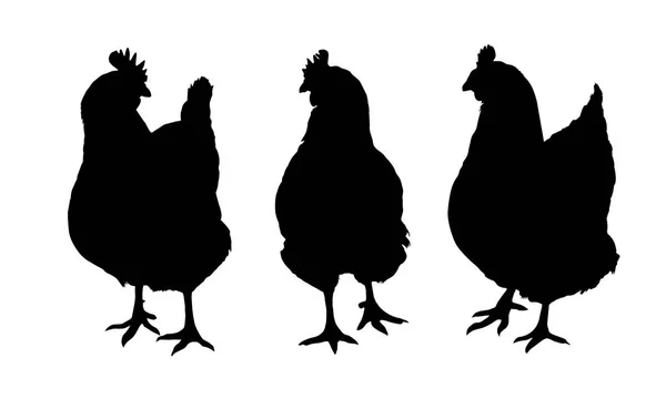 Ensemble de trois silhouettes noires de poules et de poulets picorant debout et marchant isolés sur fond blanc - vecteur — Image vectorielle