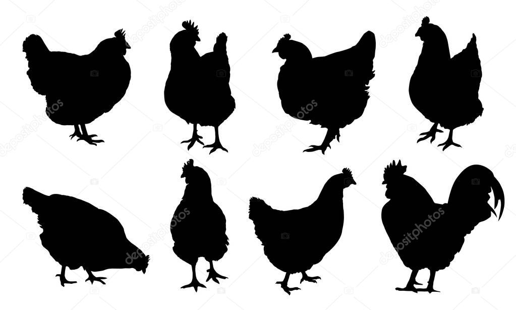 Zkladn RGSet of realistic vector silhouettes of hens, chickens and cock isolated on white backgroundB