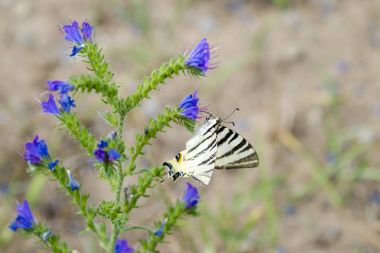 Bir kelebek - Iphiclides podalirius Symphytum officinale bir çiçek üzerinde ayrıntılı Görünüm