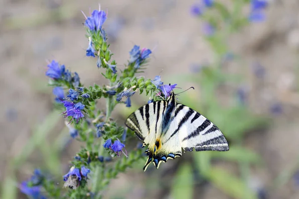Детальный вид бабочки - Iphiclides podalirius на цветке Symphytum officinale — стоковое фото