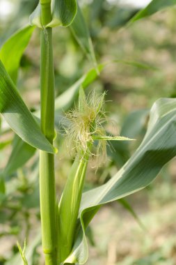 Bir alandaki bir genç Mısır Mısır koçanı yakın çekim görünümünü bir yaz gününde