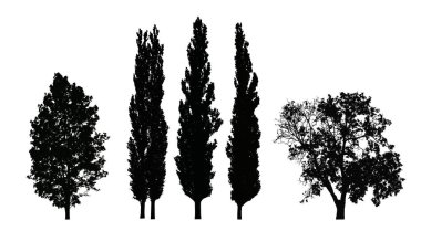 Yaprak döken ağaçların gerçekçi vector silhouettes kümesi