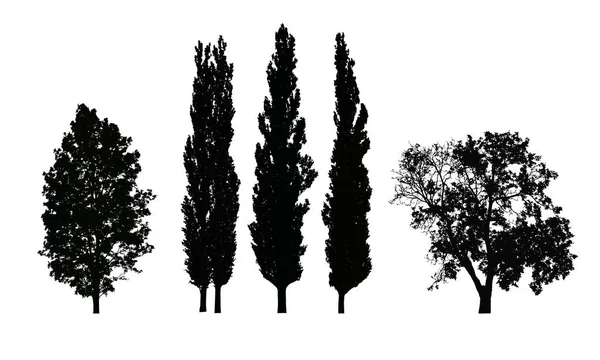 Conjunto de siluetas vectoriales realistas de árboles de hoja caduca — Archivo Imágenes Vectoriales