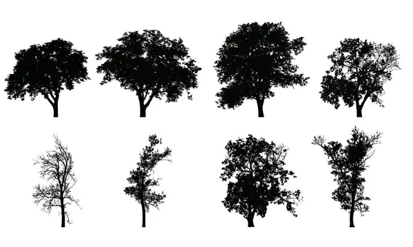 Ensemble de silhouettes vectorielles réalistes d'arbres à feuilles caduques, isolés — Image vectorielle