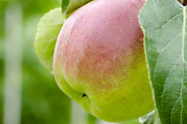 Vista de cerca de una manzana en un árbol entre hojas — Foto de Stock