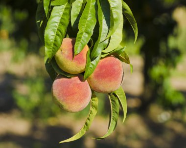 Şeftali ile bulanık bir güneşli bir günde bir ağaç üzerinde görmek