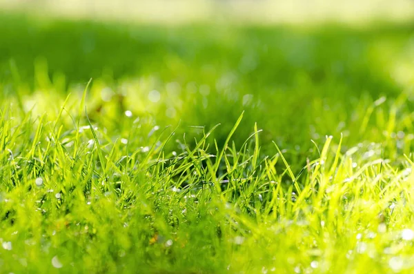 Närbild foto av grönt gräs stjälk med solsken på en sommardag med suddig bakgrund — Stockfoto