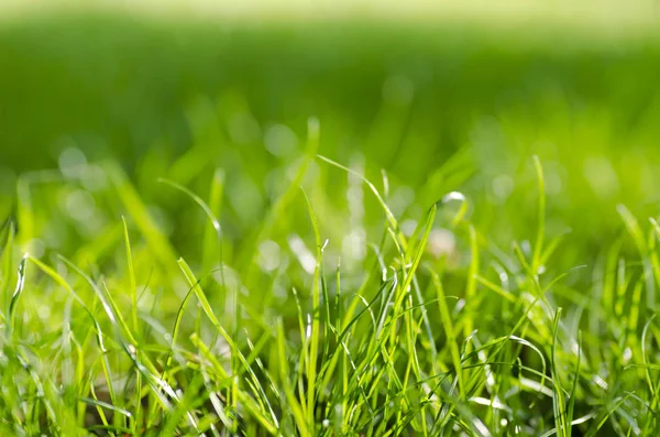 Närbild foto av grönt gräs stjälk med solsken på en sommardag med suddig bakgrund — Stockfoto