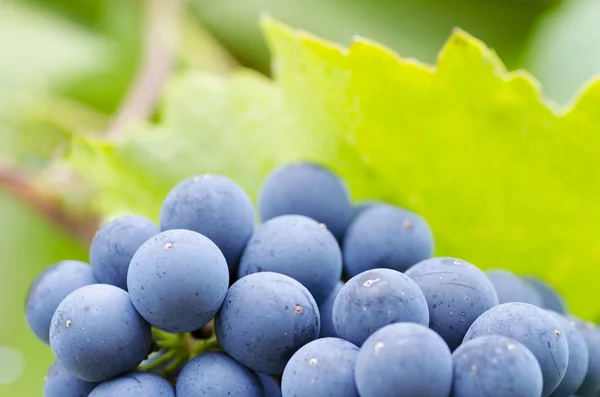 Close-up photo of a blue grape vine in a vineyard between green  leaves in autumn — Stock Photo, Image