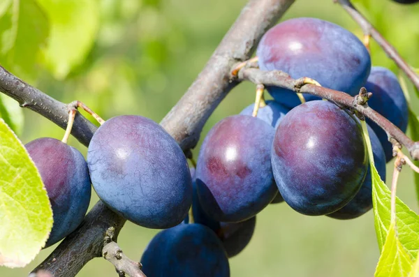 Detalle de la foto de ciruelas que crecen entre hojas y ramas — Foto de Stock