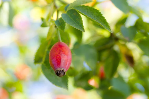 在一个阳光明媚的秋天野生玫瑰果灌木的照片 — 图库照片