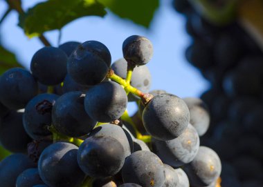 Yakın çekim yeşil arasında bir bağ içinde mavi bir üzüm asma fotoğrafını sonbaharda yapraklar