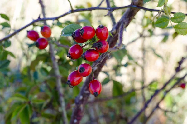 Güneşli bir sonbahar ayarla bir meyve ağacı üzerinde fotoğraf armut arasında bırakır 
