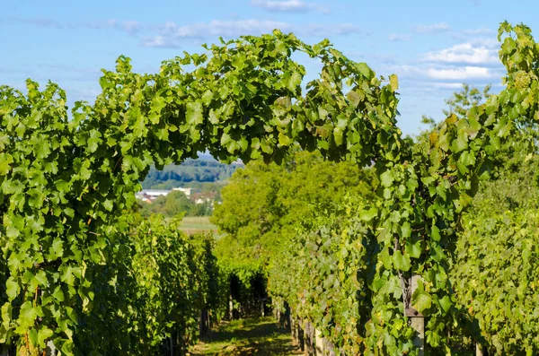 Una foto de un viñedo con hojas verdes y un fondo borroso — Foto de Stock