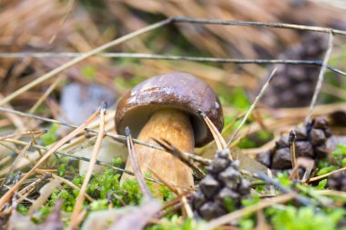 Çiğ moss ve bir iğne ile arka plan bulanık bir sonbahar günü ormanında arasında yakın çekim fotoğraf bir mantar ile damla