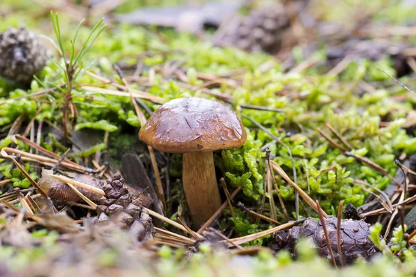 Çiğ moss ve bir iğne ile arka plan bulanık bir sonbahar günü ormanında arasında yakın çekim fotoğraf bir mantar ile damla