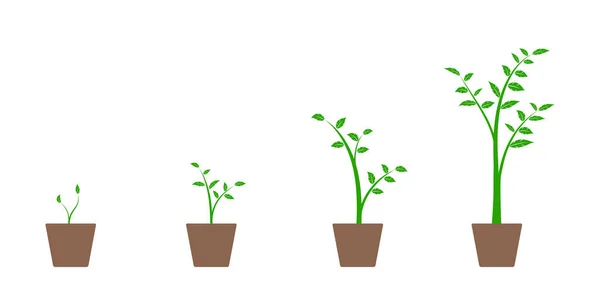 Conjunto realista de ilustraciones vectoriales de las fases de crecimiento de la planta verde y el árbol en maceta, aislado sobre fondo blanco — Vector de stock