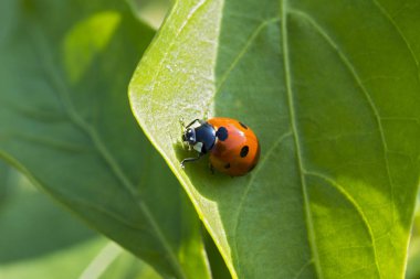 Portre fotoğrafı arka plan bulanık ile güneşli bir yaprak yeşil tırmanma bir uğur böceği