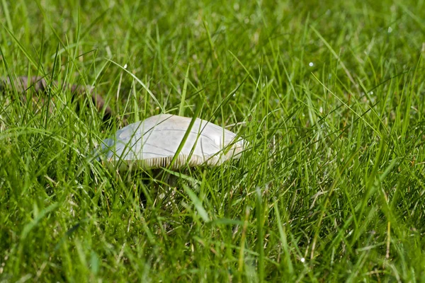 Närbild foto av en svamp - champinjon växer på en grön gräsmatta i vilt på sunshine i ljusa höstdag — Stockfoto