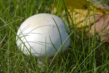 Yakın çekim fotoğraf bir mantar - sonbahar parlak günde vahşi güneş, yeşil çim üzerinde büyüyen champignon