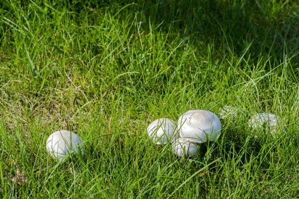 Nahaufnahme eines Pilzes - Champignon wächst auf grünem Rasen in freier Wildbahn bei Sonnenschein am hellen Herbsttag — Stockfoto