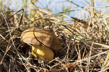 Çiğ moss ve bir iğne ile arka plan bulanık bir sonbahar günü ormanında arasında yakın çekim fotoğraf bir mantar ile damla