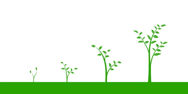 Vektorillustration av en uppsättning gröna ikoner - anläggning eller träd growgrowth fas, isolerade på vit bakgrund — Stock vektor