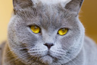Yakın çekim fotoğraf gri bir kedinin baş sarı gözlü