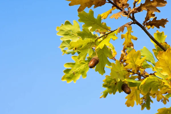 一棵橡树的详细照片的枝叶在秋日的阳光和蔚蓝的天空下釉 — 图库照片
