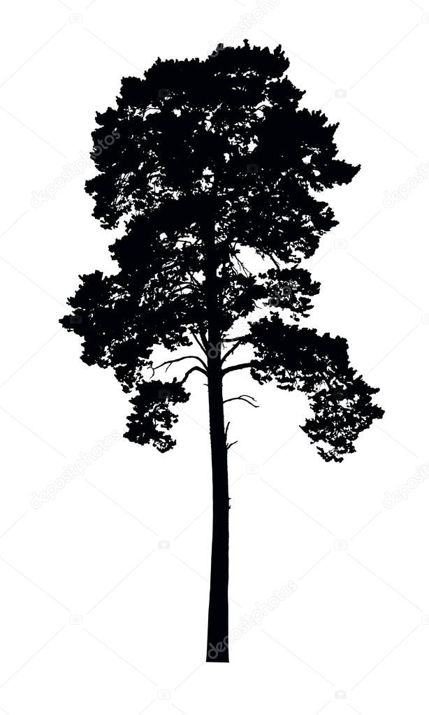 Vector realistic silhouette of coniferous tree isolated