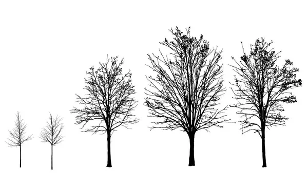 Ensemble de silhouettes vectorielles d'arbres sans feuilles en automne et en hiver, isolées sur fond blanc — Image vectorielle