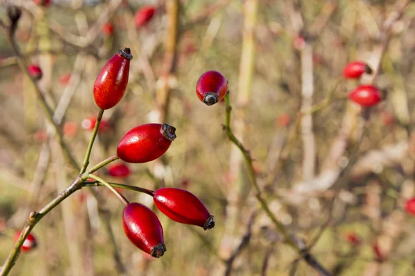 Fruta de árvore em uma árvore em um dia de inverno ensolarado — Fotografia de Stock