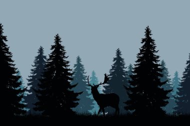 fallow deer ile iğne yapraklı orman