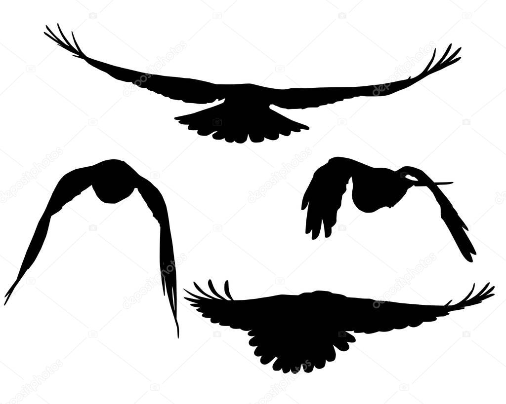 Set of vector silhouettes of flying birds
