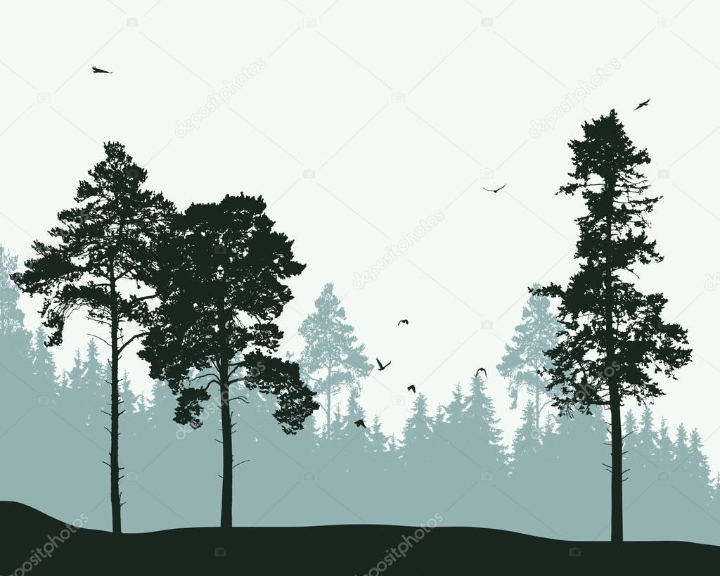 Vector illustration of a landscape with coniferous forest