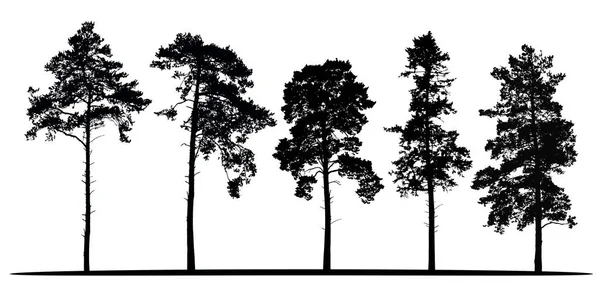 Conjunto de siluetas vectoriales realistas de árboles de coníferas aisladas sobre fondo blanco — Archivo Imágenes Vectoriales