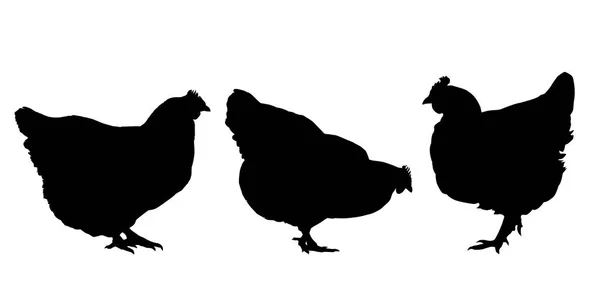 Realistic silhouettes of three hens and chickens - isolated vector on a white background — Stock Vector