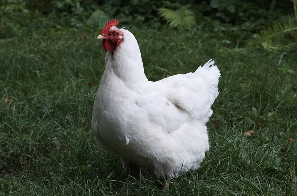 Une poule blanche sur une pelouse verte — Photo