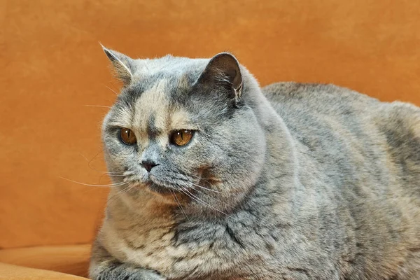 Couché britannique chat à poils courts avec des yeux en cuivre — Photo