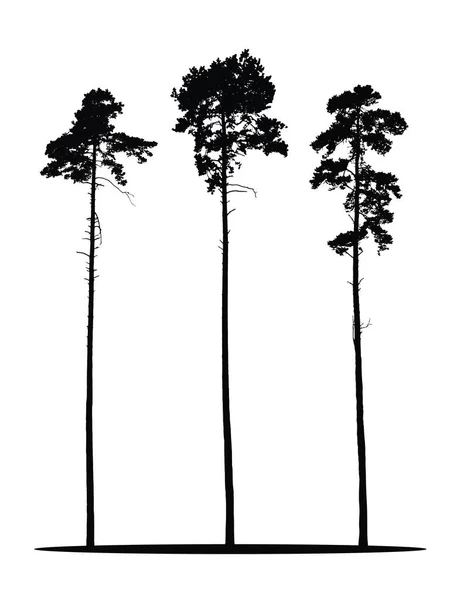 Conjunto de siluetas vectoriales realistas de árboles de coníferas aisladas sobre fondo blanco — Archivo Imágenes Vectoriales