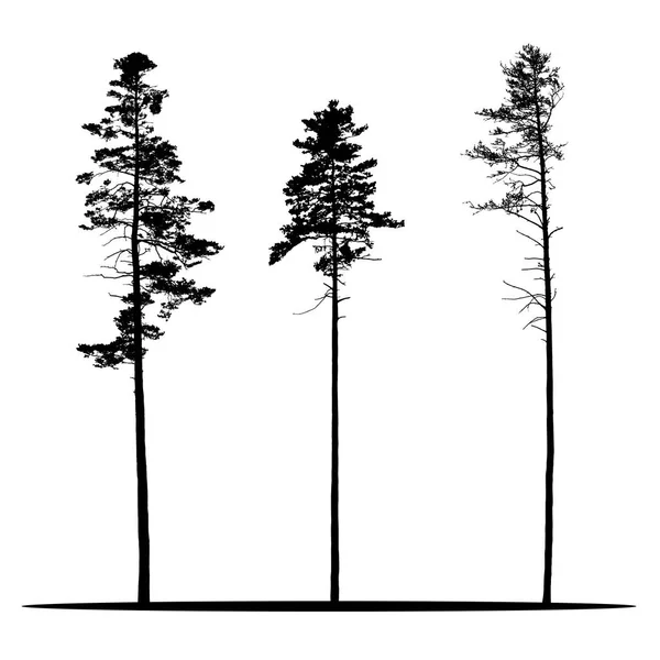 Set of realistic vector silhouettes of coniferous trees - isolated on white background — Stock Vector