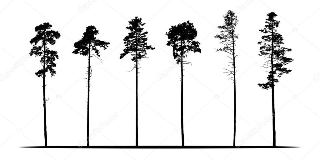 Set of realistic vector silhouettes of coniferous trees - isolated on white background