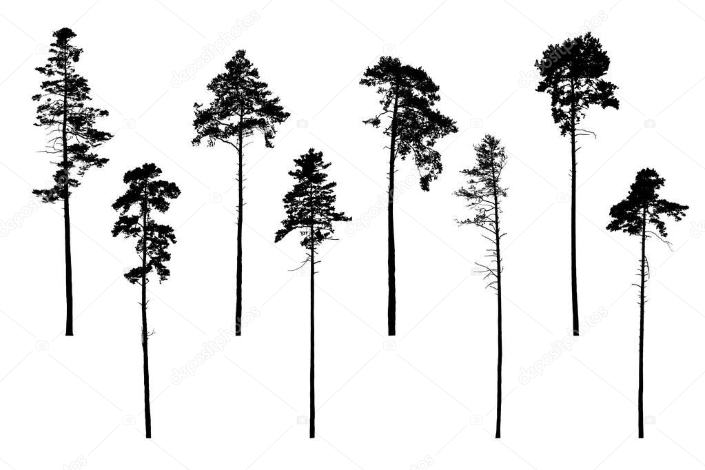 Set of realistic vector silhouettes of coniferous trees - isolat
