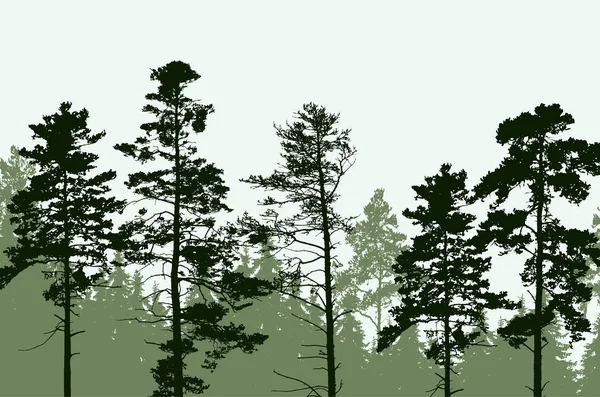 Träd topparna i barrskog under klar himmel — Stock vektor