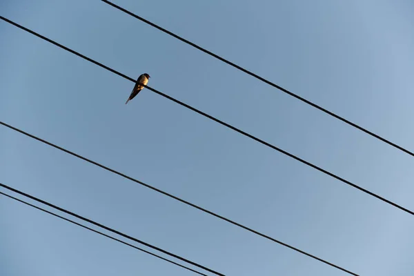 Trague sentado en cables de líneas eléctricas bajo el cielo azul, con espacio para su texto — Foto de Stock