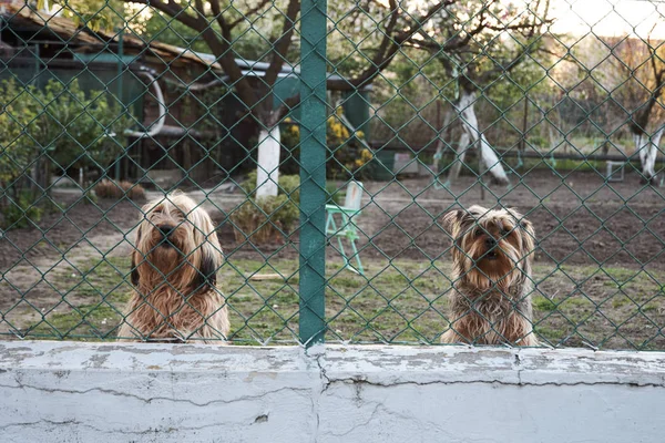 Two watchful and barking dogs behind a fence in the garden