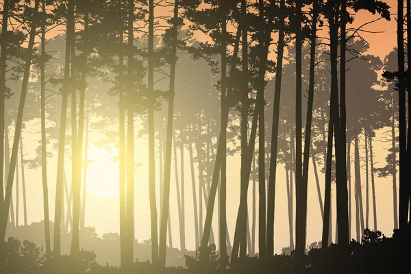 Floresta conífera profunda e sol nascente brilhando através de árvores - vetor — Vetor de Stock