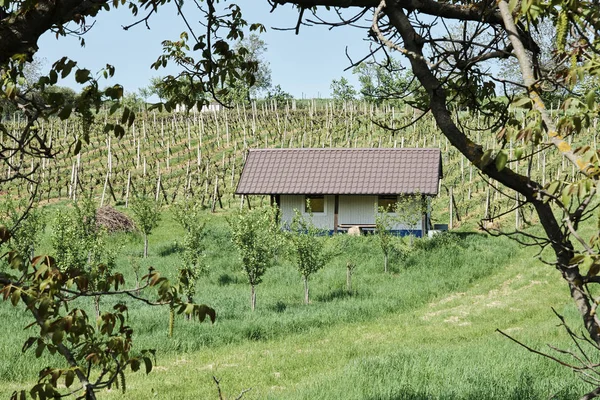 Hut w winnicy z pola i drzewa na pierwszym planie - farm — Zdjęcie stockowe