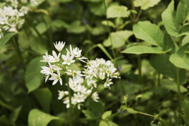 Ayı sarımsak bir çiçek yakından görünümü - Allium ursinum - güneşli bir bahar gününde ormanda çiçeklenme